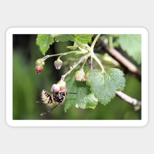 Wasp enjoying early spring black currant nectar Sticker